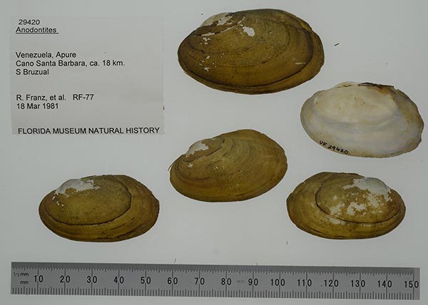 specimen