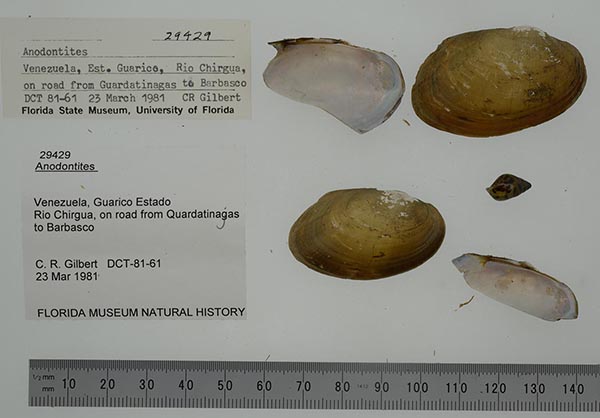 specimen