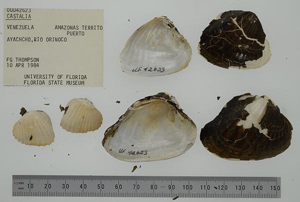 specimen