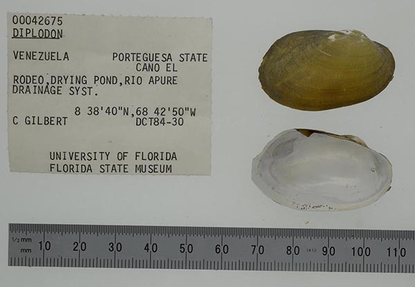 specimen