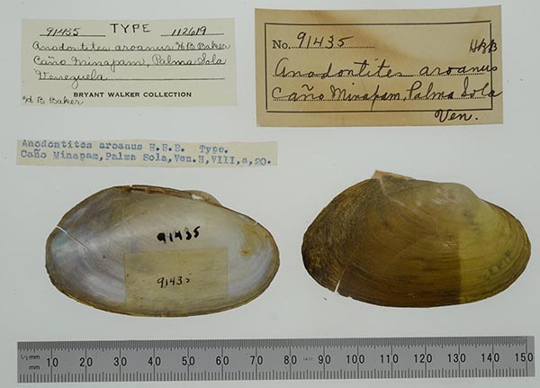 specimen