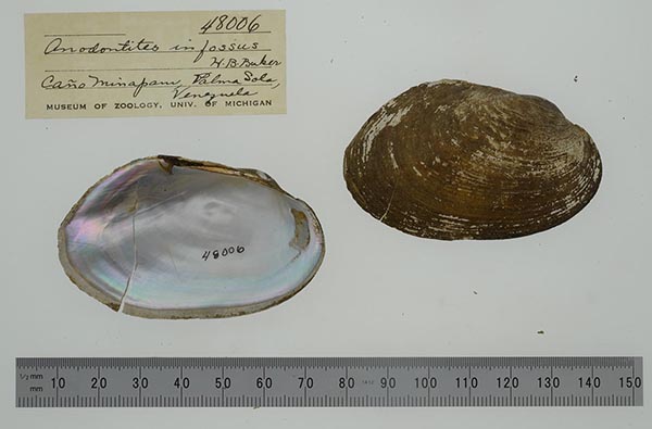 specimen