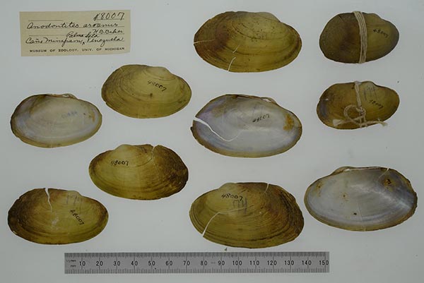 specimen