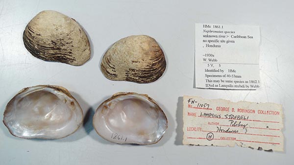 specimen