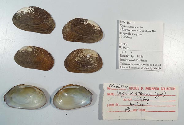 specimen