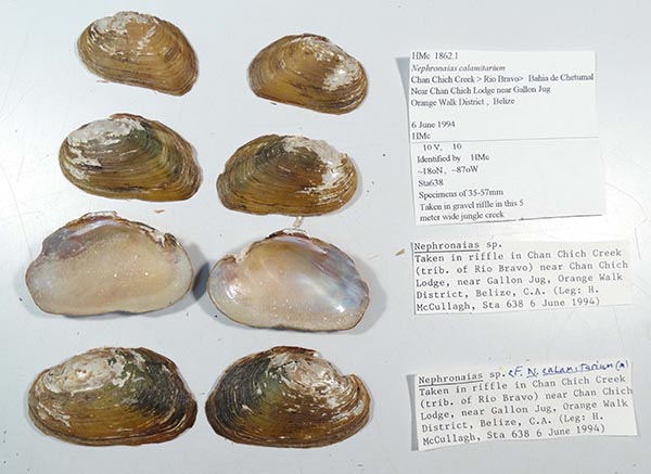 specimen