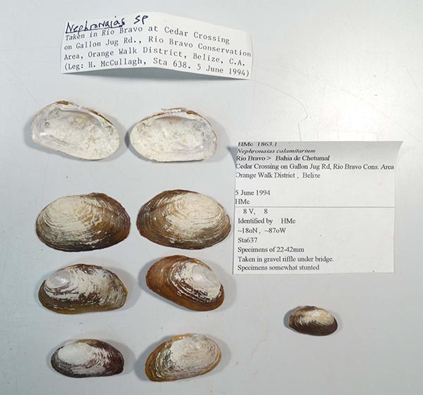 specimen