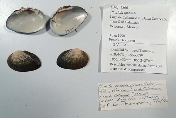 specimen