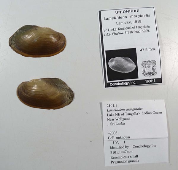 specimen