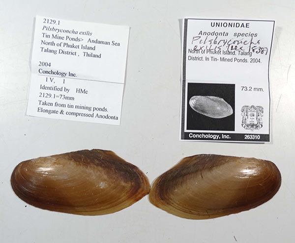 specimen