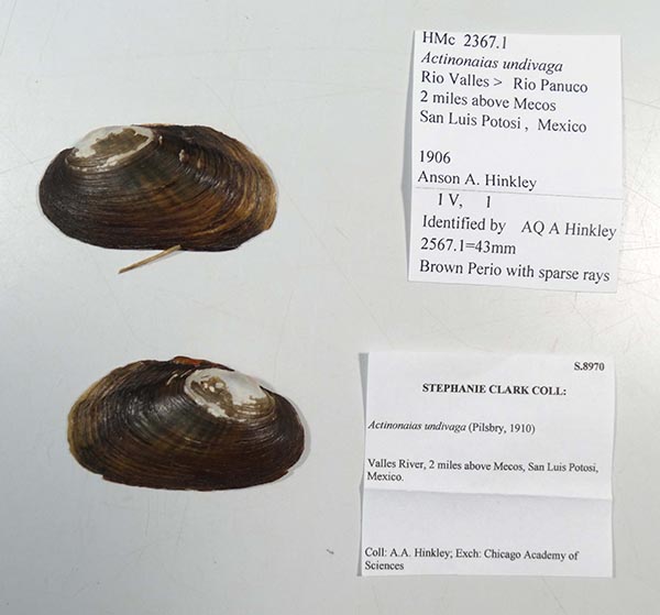 specimen
