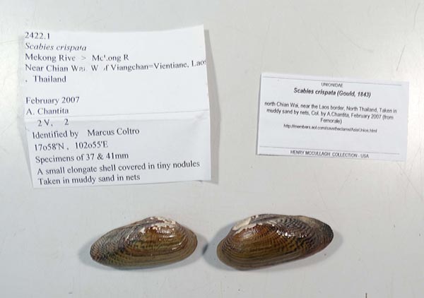 specimen