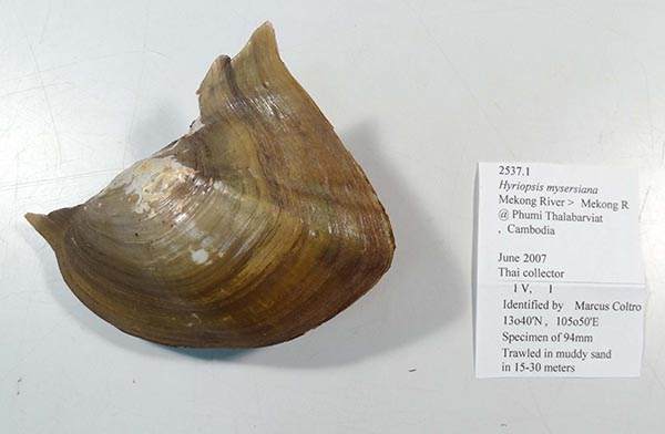 specimen