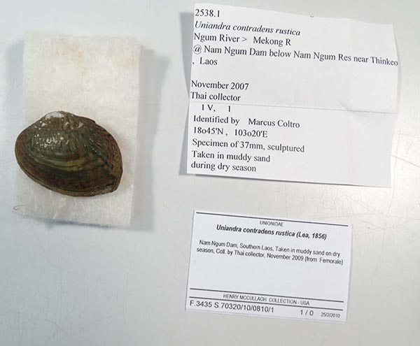 specimen