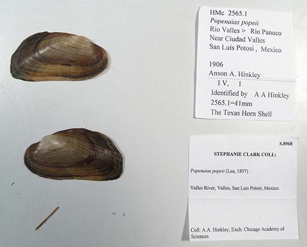 specimen