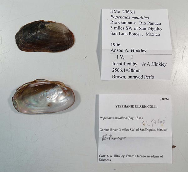 specimen