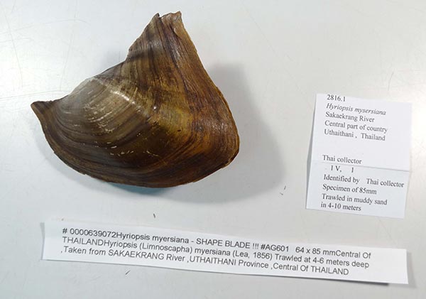 specimen