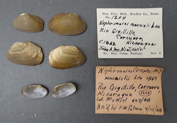 specimen