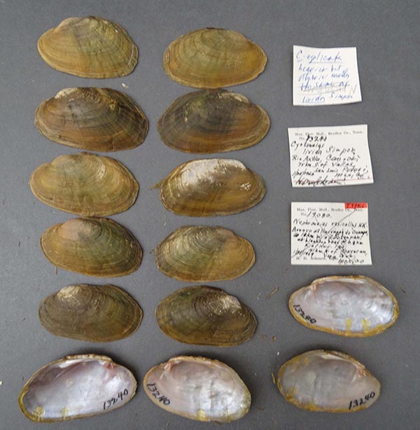 specimen