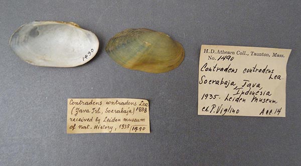 specimen