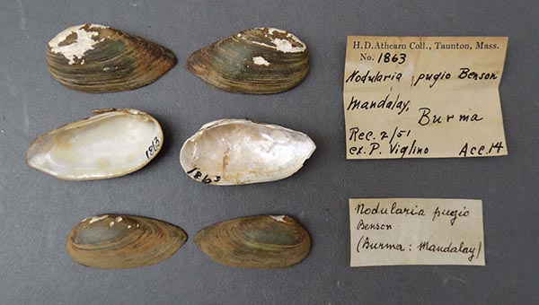 specimen