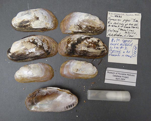 specimen