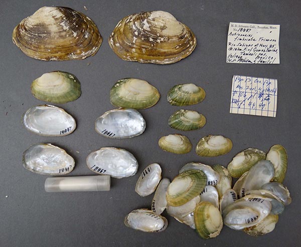 specimen