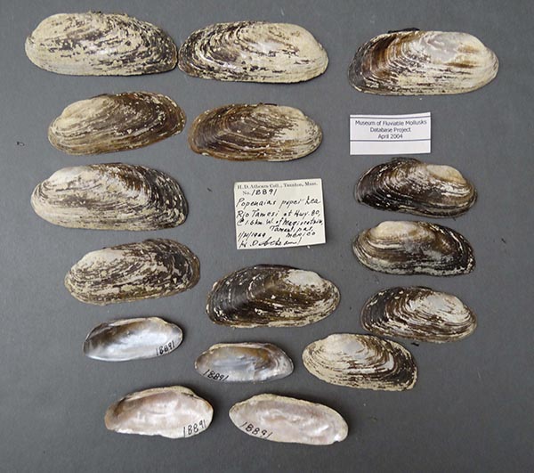 specimen