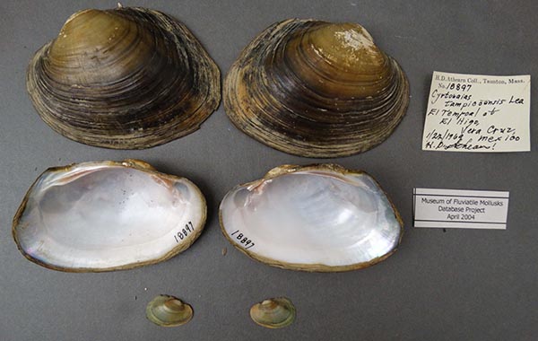 specimen