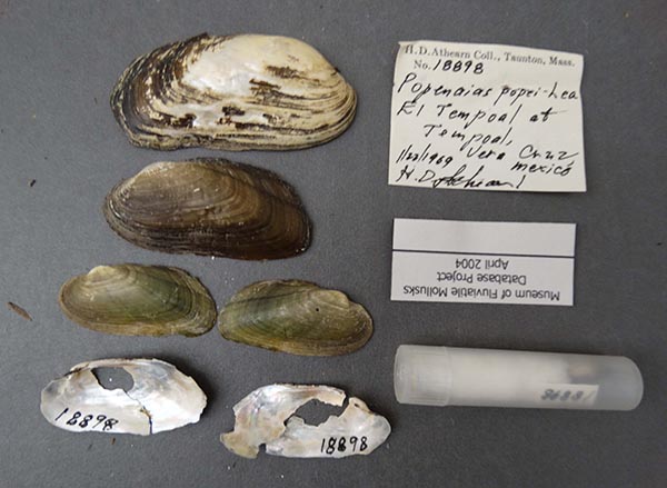 specimen