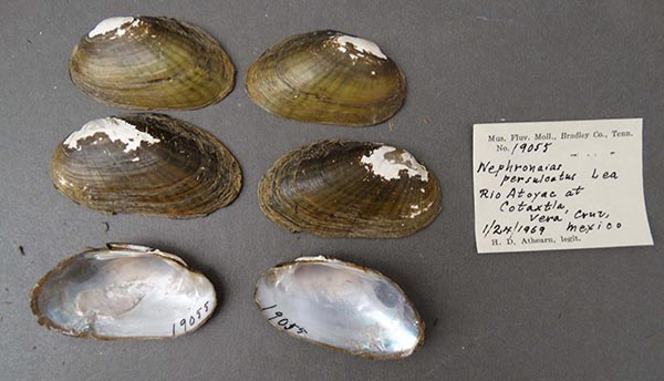 specimen