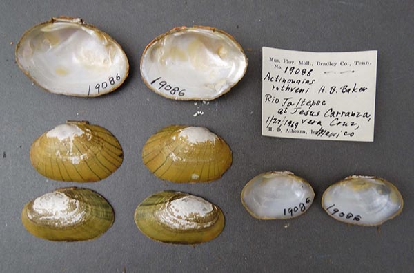 specimen