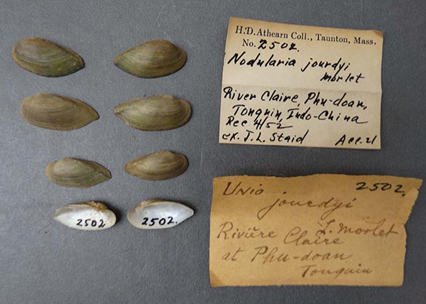 specimen