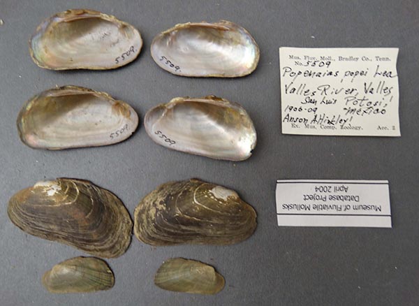 specimen