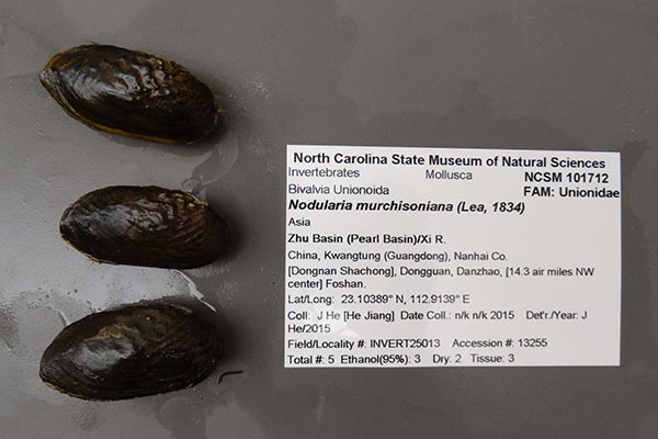 specimen