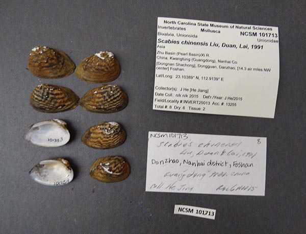 specimen
