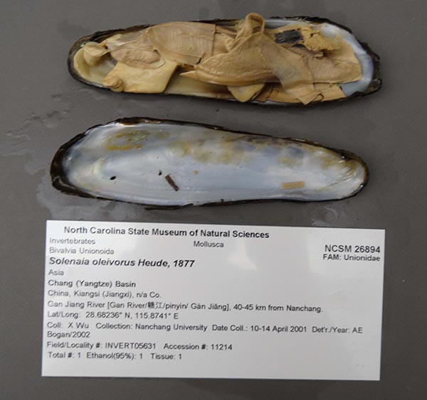 specimen
