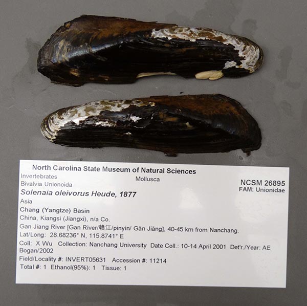 specimen