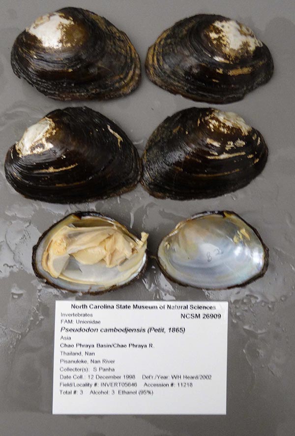 specimen