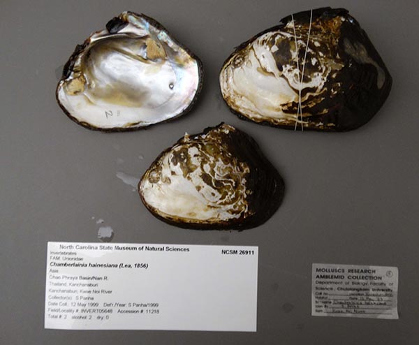 specimen