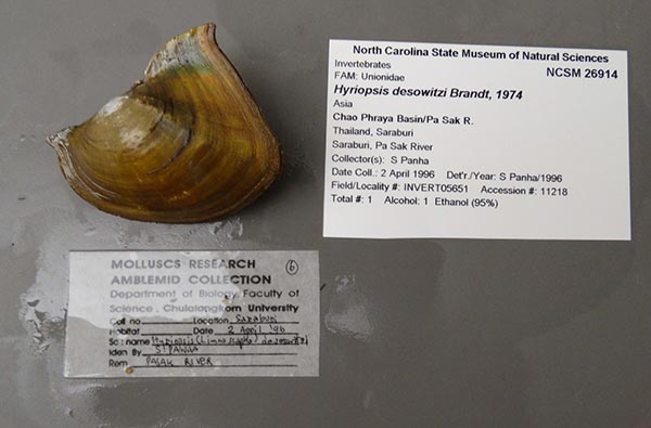 specimen