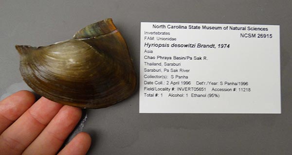 specimen