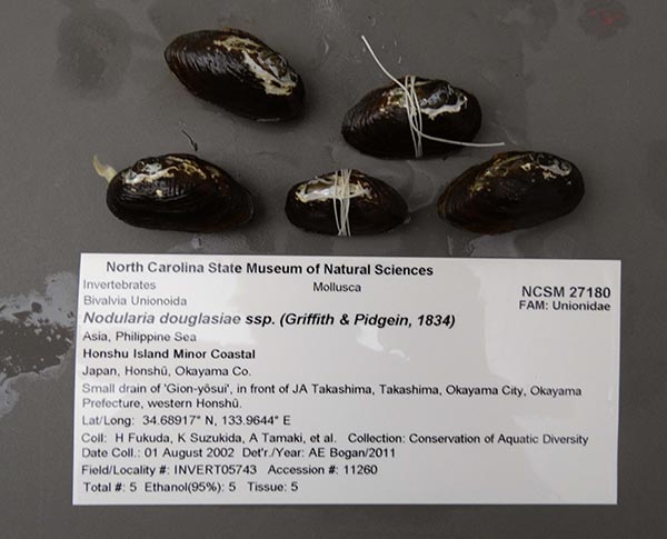 specimen