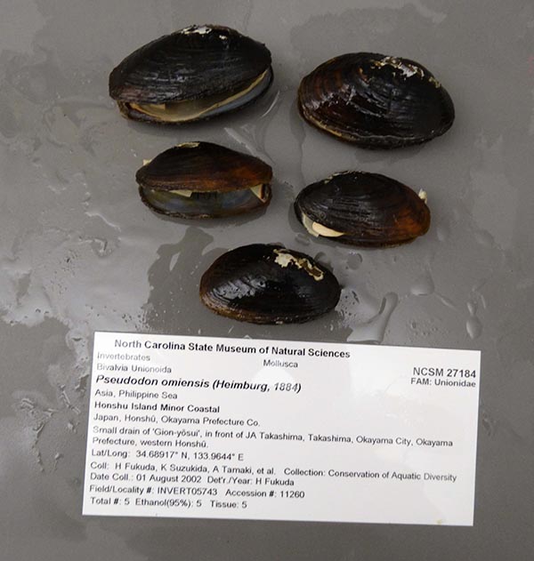 specimen
