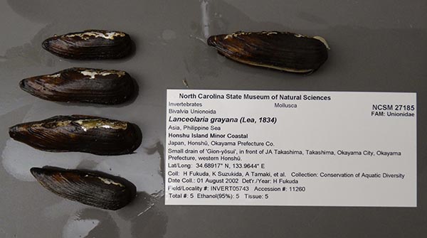 specimen