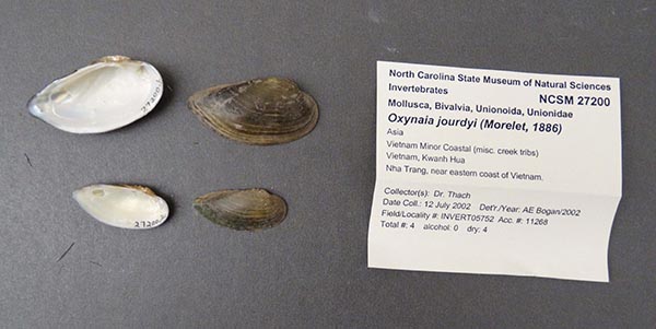 specimen