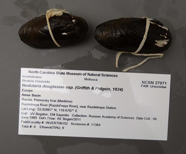 specimen