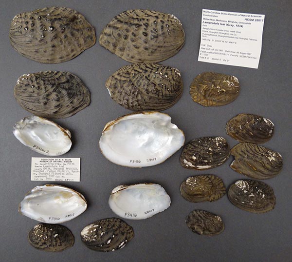 specimen
