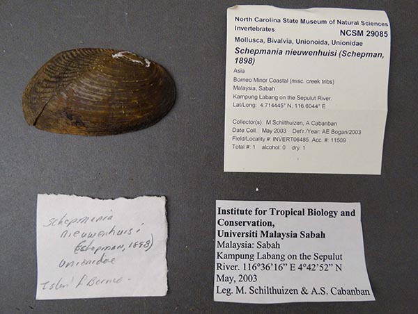 specimen