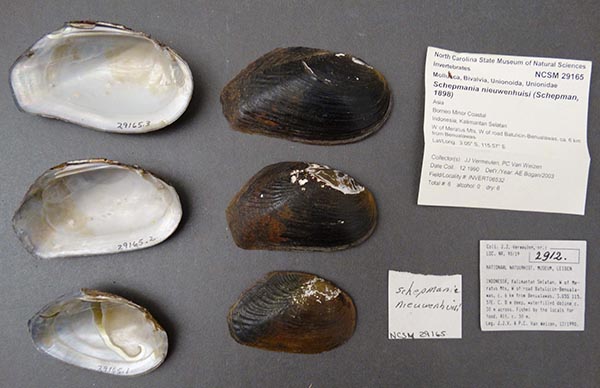 specimen